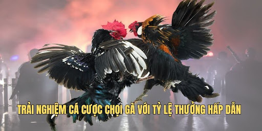 Trải nghiệm cá cược chọi gà với tỷ lệ thưởng hấp dẫn