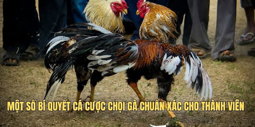 Một số bí quyết cá cược chọi gà chuẩn xác cho thành viên