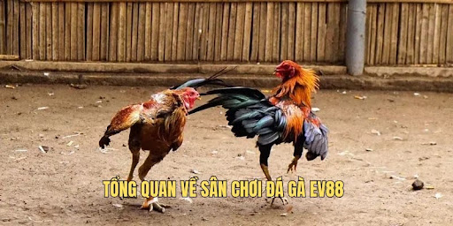 Tổng quan về sân chơi đá gà EV88