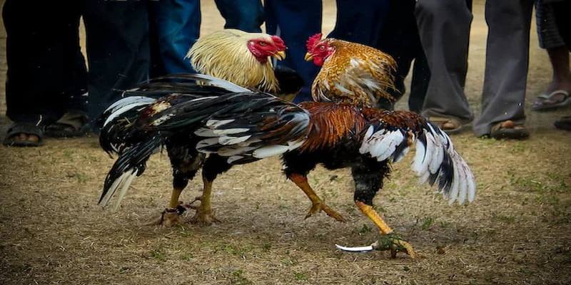 Đá gà cựa sắt mang tính sát thương cực cao